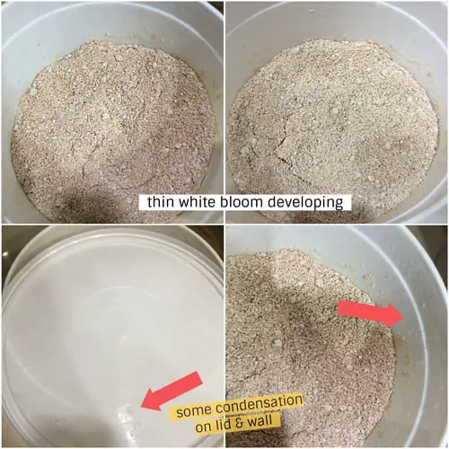 How to Make Bokashi Bran Step by Step
